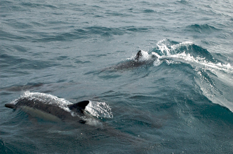 Dolphins close to the boat
