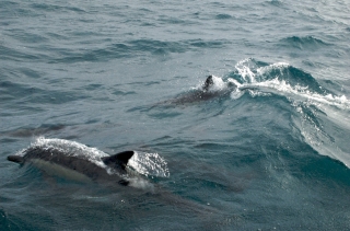 Dolphins close to the boat