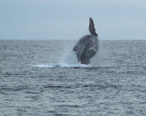 Whales Breeching in Cabo San Lucas on Christmas Day while Whale Watching with Captain Bob