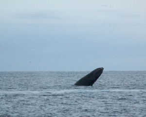 Whale Watching with Captain Bob on Christmas Day in Cabo San Lucas . . . and, a full whale breech