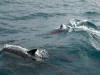 Dolphins close to the boat
