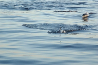 Dolphin Welcoming Committee